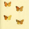 papilio chrysotheme plate